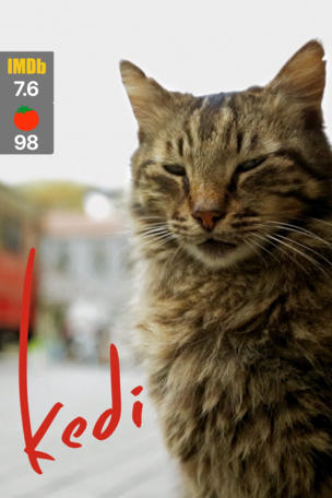 Kedi